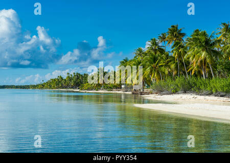 Palmen gesäumten weißen Sandstrand im türkisfarbenen Wasser von Tikehau, Tuamotu Archipel, Französisch Polynesien Stockfoto