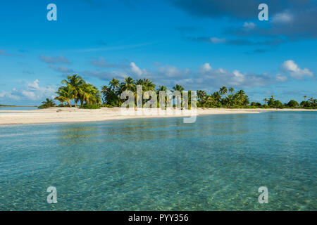 Palmen gesäumten weißen Sandstrand im türkisfarbenen Wasser von Tikehau, Tuamotu Archipel, Französisch Polynesien Stockfoto