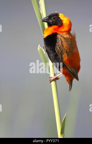 Südlichen roten Bischof (Euplectes orix), Pilanesberg Game Reserve, Südafrika Stockfoto