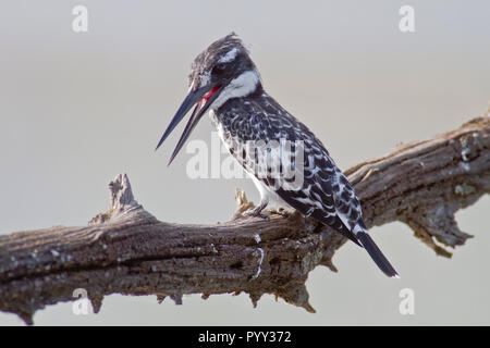 Pied Kingfisher (Ceryle rudis), sitzt auf einem Ast, Pilanesberg Game Reserve, Südafrika Stockfoto