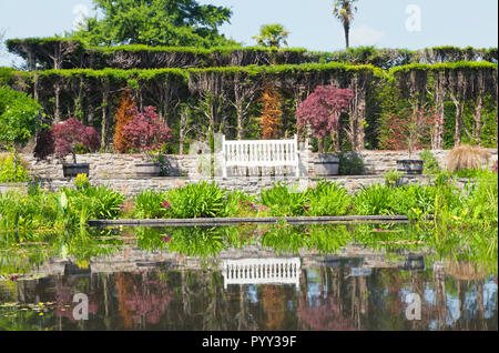 Weißen Holzbank im Teich mit Wasserpflanzen widerspiegelt, durch getrimmt Nadelbaum Hedge, fass Töpfe mit ref Ahornbäumen, in Englischer Garten Stockfoto