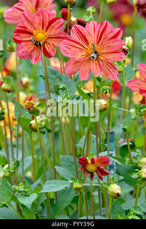 Einzelne Blüte Dahlie (Dahlia), Vielzahl Saitenspiel, Blumen mit Honig Bienen (Apis) und Hummeln (BOMBUS) Stockfoto