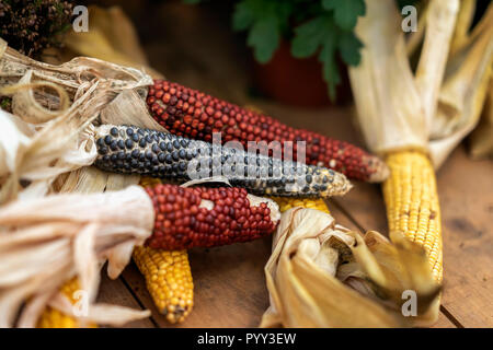 Bunte Maiskolben mit trockenen Blättern, verschiedene Sorten, selektiver Fokus, natürliche Herbst Hintergrund Stockfoto