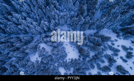Tanne Wald im Winter. Ciucas Berge, Rumänien Stockfoto