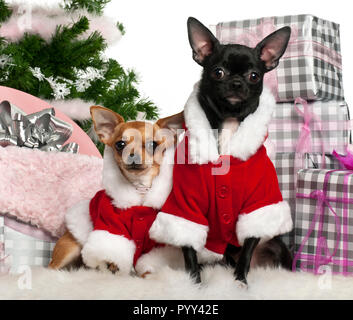 Chihuahuas, 18 Monate alt und 1 Jahr alt, tragen, Santa Outfit mit Weihnachten Geschenke vor weißem Hintergrund Stockfoto