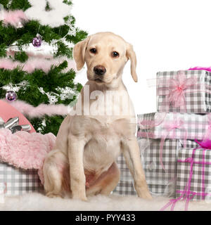 Labrador Retriever Welpe, 3 Monate alt, Sitzung mit Weihnachtsbaum und Geschenke vor weißem Hintergrund Stockfoto