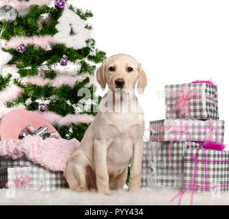 Labrador Retriever Welpe, 3 Monate alt, Sitzung mit Weihnachtsbaum und Geschenke vor weißem Hintergrund Stockfoto