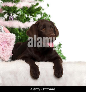 Labrador Retriever Welpe, 5 Monate alt, liegend mit Weihnachten Geschenke vor weißem Hintergrund Stockfoto
