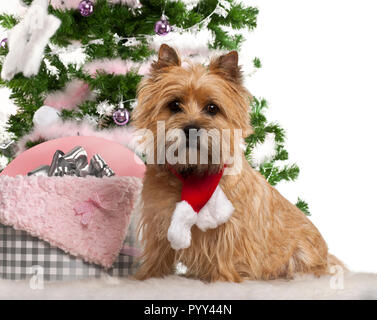 Cairn Terrier, 2 Jahre alt, sitzt mit Weihnachtsbaum und Geschenke vor weißem Hintergrund Stockfoto