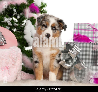 Australian Shepherd Welpe, 2 Monate alt, mit Weihnachtsbaum und Geschenke vor weißem Hintergrund Stockfoto