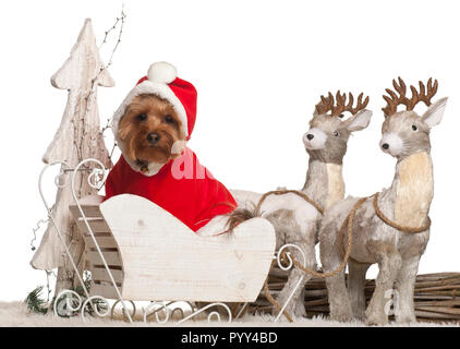 Yorkshire Terrier, 3 Jahre alt, in Weihnachten Schlitten vor weißem Hintergrund Stockfoto