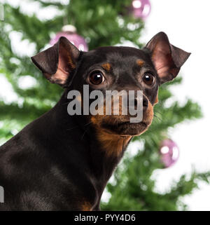 Nahaufnahme eines Zwergpinscher vor Weihnachten Dekorationen vor weißem Hintergrund Stockfoto