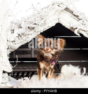Chihuahua vor Weihnachten Krippe sitzen mit Weihnachtsbaum und Schnee gegen den weißen Hintergrund Stockfoto