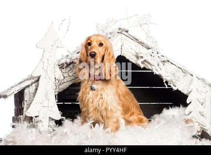 English Cocker Spaniel vor Weihnachten Krippe sitzen mit Weihnachtsbaum und Schnee gegen den weißen Hintergrund Stockfoto