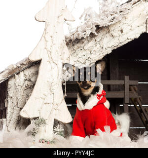 Chihuahua sitzen und das Tragen eines Weihnachten Klage vor Weihnachten Krippe mit Weihnachtsbaum und Schnee gegen den weißen Hintergrund Stockfoto