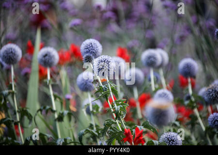 Echinops im Garten Grenze Stockfoto