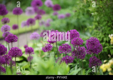 Grenze von Allium purple Sensation Stockfoto