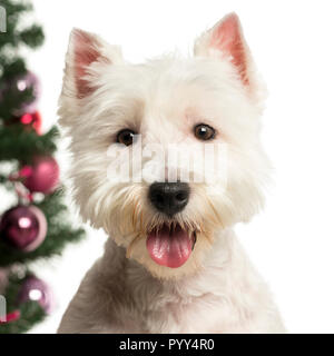 West Highland White Terrier vor Weihnachten Dekorationen vor weißem Hintergrund Stockfoto