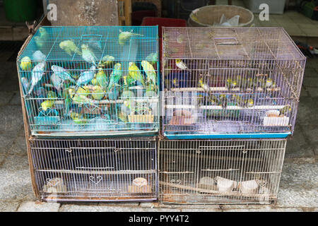 Kanarienvögel in Käfige zu verkaufen Stockfoto