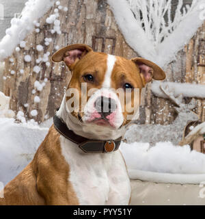 American Staffordshire Terrier vor einem weihnachtslandschaft Stockfoto