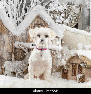 Malteser vor einem weihnachtslandschaft Stockfoto