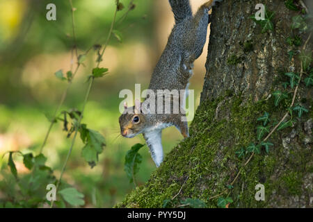 Graue Eichhörnchen (Sciurus carolinensis) Abstieg Baum in Barnett Demesne, Belfast. Stockfoto