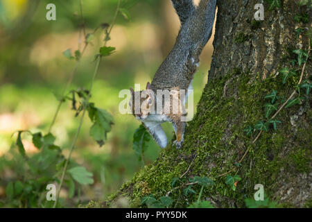 Graue Eichhörnchen (Sciurus carolinensis) Abstieg Baum in Barnett Demesne, Belfast. Stockfoto