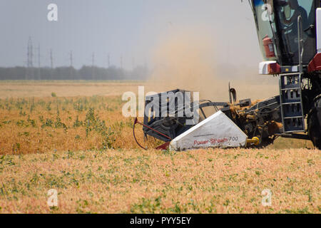 Felder in der Nähe von Krasnodar, Russland - 21. Juni 2018: Die Ernte von Erbsen mit einem Mähdrescher. Ernte von Erbsen aus den Bereichen. Stockfoto