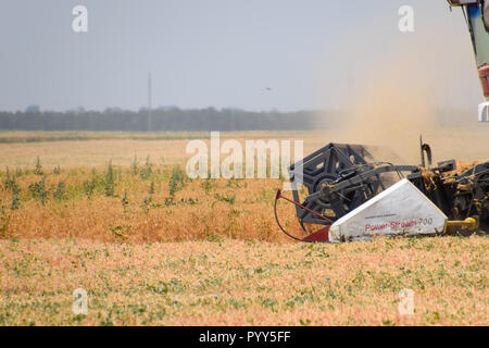 Felder in der Nähe von Krasnodar, Russland - 21. Juni 2018: Die Ernte von Erbsen mit einem Mähdrescher. Ernte von Erbsen aus den Bereichen. Stockfoto