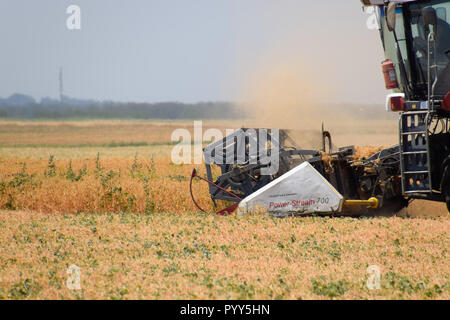 Felder in der Nähe von Krasnodar, Russland - 21. Juni 2018: Die Ernte von Erbsen mit einem Mähdrescher. Ernte von Erbsen aus den Bereichen. Stockfoto