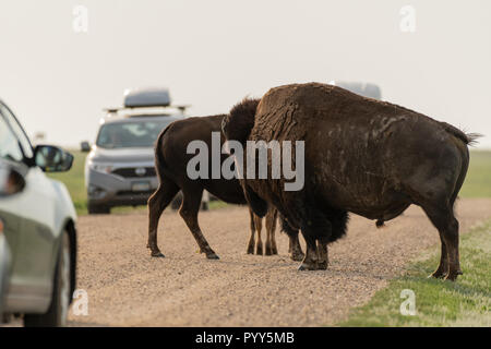 Bison halten den Verkehr auf der Piste Stockfoto