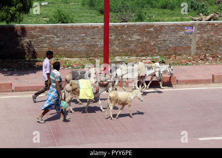 Die Menschen mit Eseln um die Straße auf dem Weg zum Taj Mahal in Agra. In Indien genommen, August 2018. Stockfoto