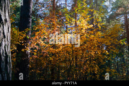 Rote und gelbe Blätter markiert mit Nachmittag Sonnenstrahlen in den dunklen Herbst Pinienwald. Stockfoto