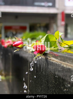 Wasser aus einem Brunnen fließt von oben nach unten über rote Rosen Stockfoto