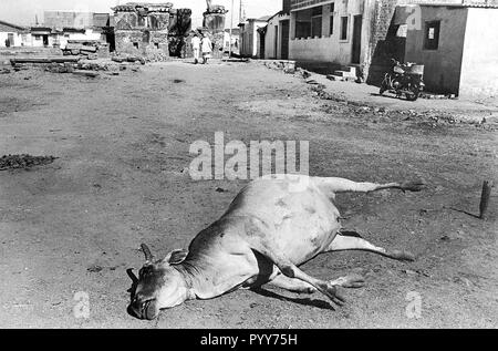 Tote Kuh Karkasse, Union Carbide Gasleck Tragödie, Bhopal, Madhya Pradesh, Indien, Asien Stockfoto