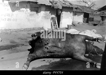 Tote Rinder Kadaver, Union Carbide Gasleck Tragödie, Bhopal, Madhya Pradesh, Indien, Asien Stockfoto