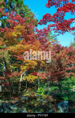 Rote und gelbe Blätter entlang Tempel Eikando im Herbst Stockfoto
