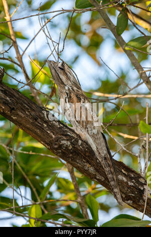 Northern Potoo Nyctibius jamaicensis mexicanus San Blas, Nayarit, Mexiko vom 26. März 2009 Nach roosting während des Tages. Nyctibiidae Stockfoto