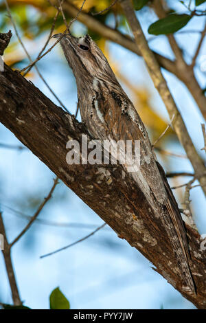 Northern Potoo Nyctibius jamaicensis mexicanus San Blas, Nayarit, Mexiko vom 26. März 2009 Nach roosting während des Tages. Nyctibiidae Stockfoto