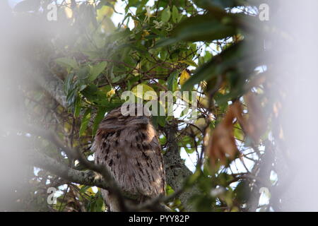 Tawny Frogmouth Owl (Podargus Strigoides) auf Zweig der Poinciana Baum (delonix Regia), Gold Coast, Australien gehockt Stockfoto