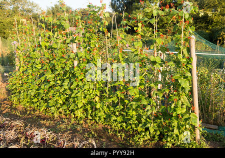 Schnittbohnen, Phaseolus coccineus, roten Blüten im Sommer Zuteilung, Shottisham, Suffolk, England, Großbritannien Stockfoto