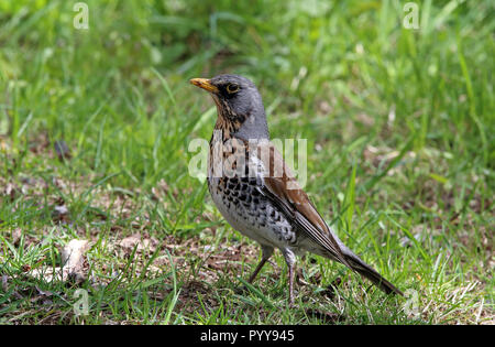 Feldfare (Turdus pilaris) auf Gras stehend Stockfoto