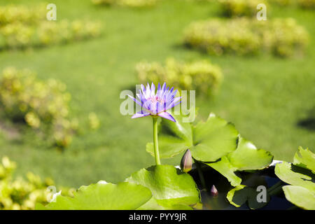Schönen violetten Lotus oder Seerose Blüte und Blühen in den Teich mit Natur Hintergrund. Ruhe und erholsame Atmosphäre der Natur Hintergrund. Stockfoto
