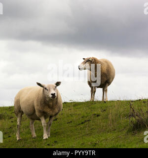 Blick auf zwei Schafe gemeinsam auf einem Deich auf einer der Inseln im Wattenmeer Texel in den Niederlanden. Das Gras ist grün und der Himmel ist bedeckt Stockfoto