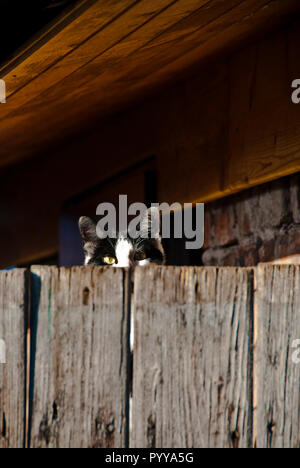 Bicolor cat Spähen hinter einer Holzwand Stockfoto