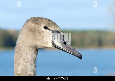 Horizontale close-up portrait Bild eines schönen grauen Cygnus olor Swan Kinder schwimmen im See an einem warmen und sonnigen Herbsttag Stockfoto