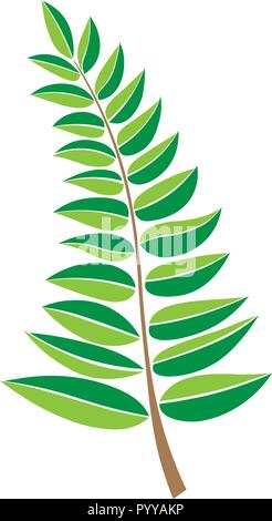 Green botanical Illustration, Vektor einen Ast mit Blätter. design Element. Hand gezeichneten Anlage und Zweige mit Blättern. Stock Vektor