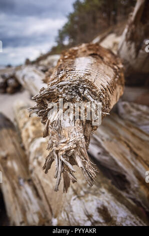 In der Nähe Bild von einem alten Stück Holz, selektiver Fokus, natürliche Zusammenfassung Hintergrund. Stockfoto