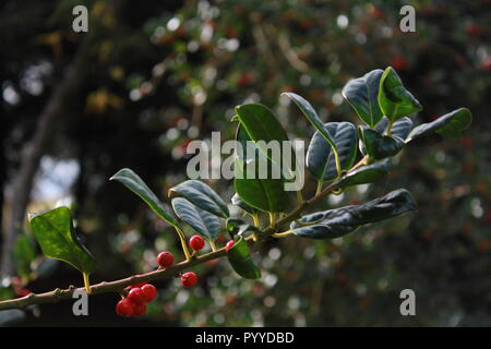 Nahaufnahme von roten Beeren Bush Stockfoto