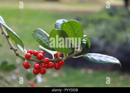 Nahaufnahme von roten Beeren Bush Stockfoto